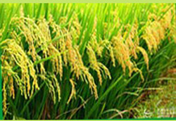 ��ؐ��(d��ng)�ҽ����ЙC(j��)�׷۾��⌚���I(y��ng)�B(y��ng)