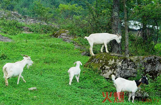 �������ݸ��|(zh��)���˜� ���̷��I��Ʒ��