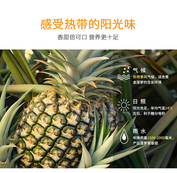 巴瑪熊菠蘿干 (8).jpg